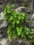 Adiantum capillus-veneris