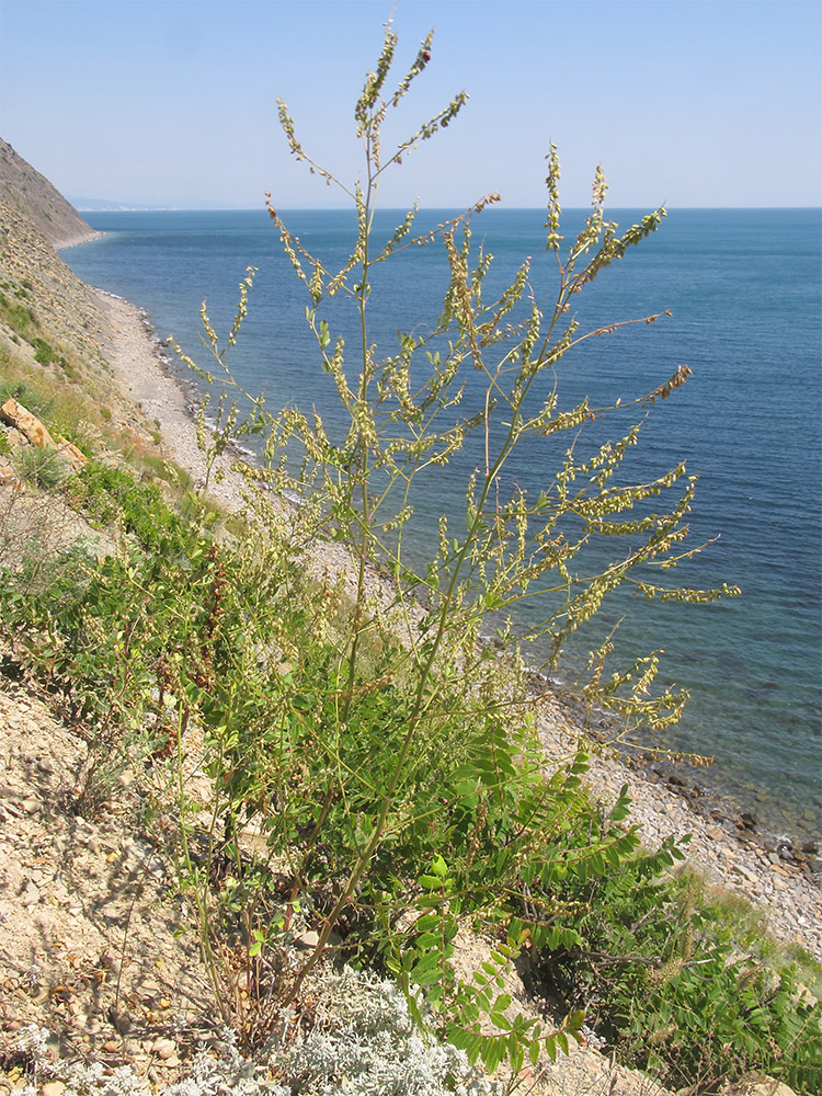 Изображение особи Melilotus officinalis.