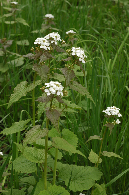 Image of Alliaria petiolata specimen.