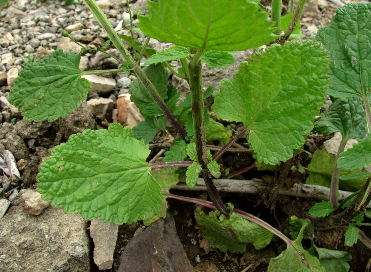 Изображение особи Scrophularia scopolii.