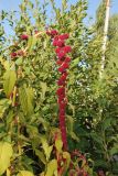 Amaranthus caudatus