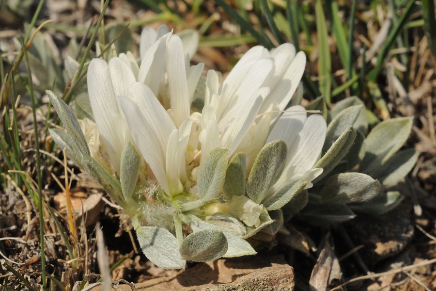 Изображение особи Astragalus alberti.