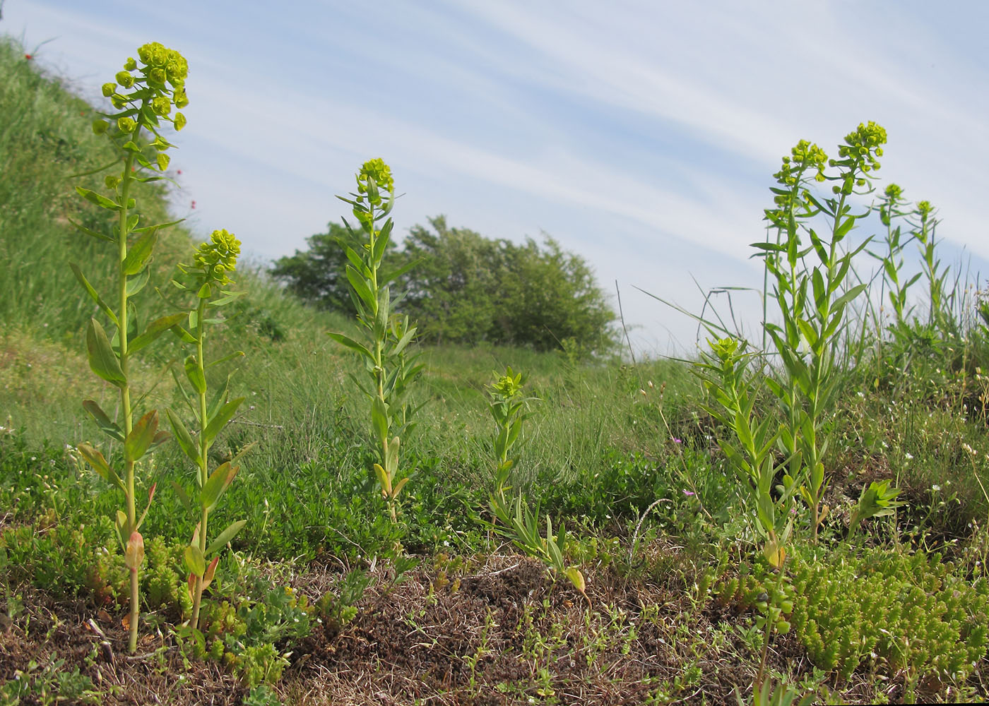 Image of Euphorbia iberica specimen.