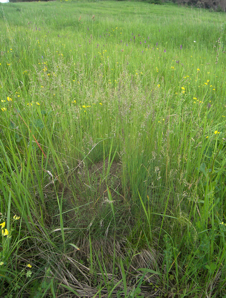 Image of Festuca elbrusica specimen.