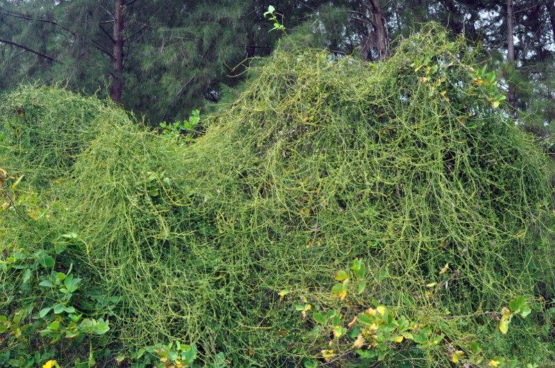 Image of Cassytha filiformis specimen.