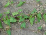 Fallopia convolvulus