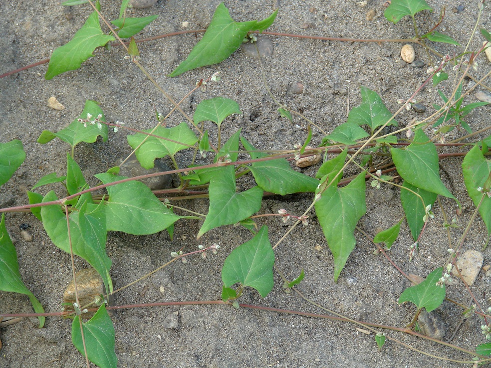 Изображение особи Fallopia convolvulus.