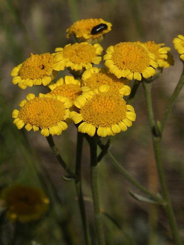 Image of Tanacetum millefolium specimen.