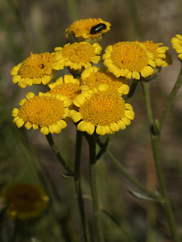 Изображение особи Tanacetum millefolium.