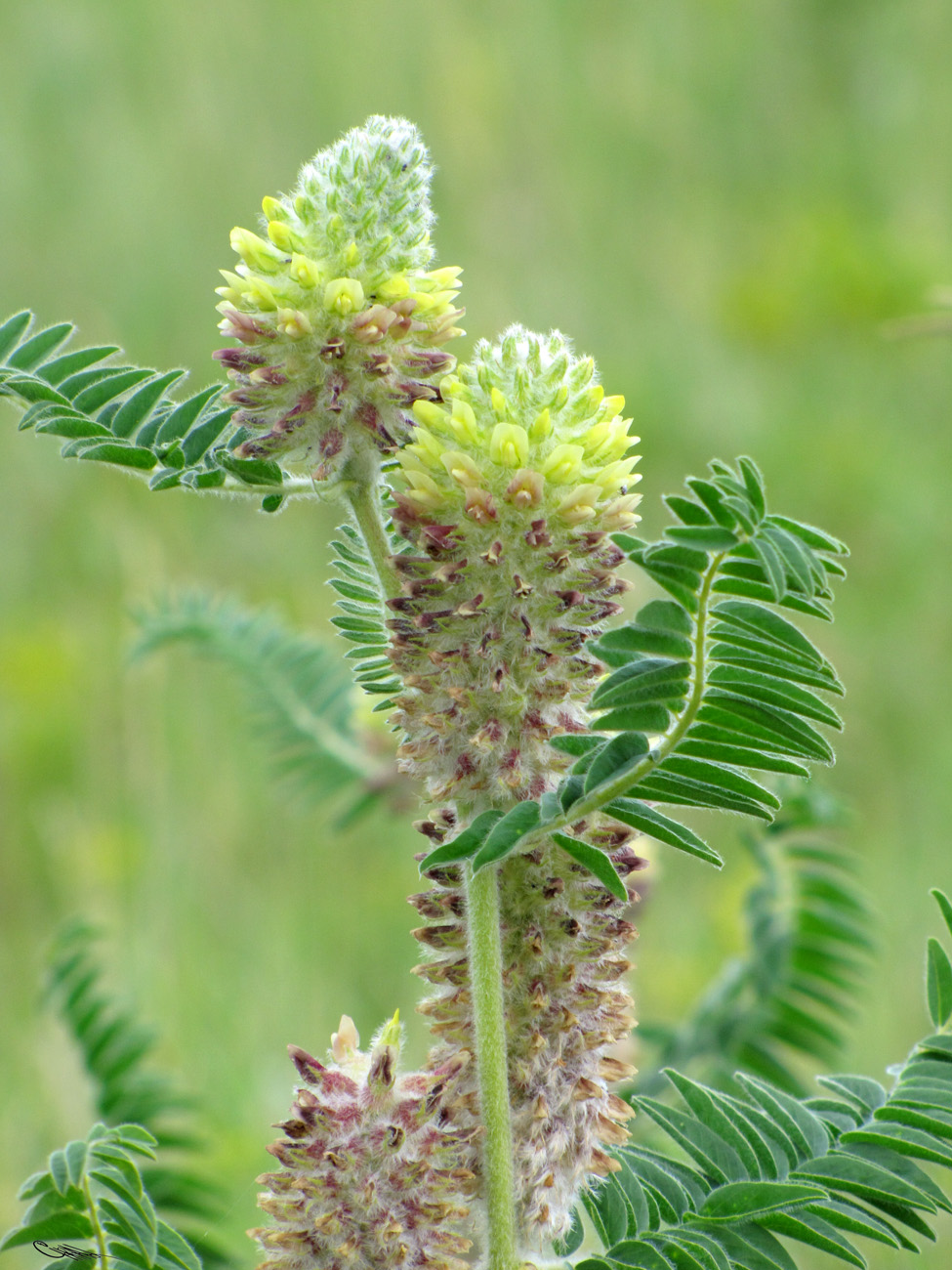 Image of Astragalus alopecurus specimen.