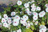 Catharanthus roseus