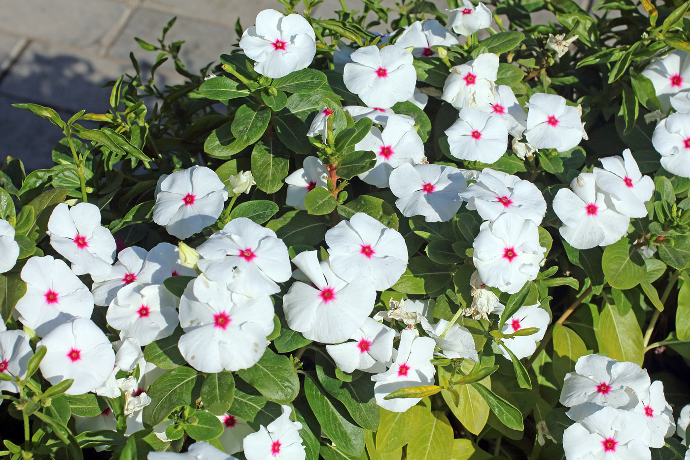 Изображение особи Catharanthus roseus.