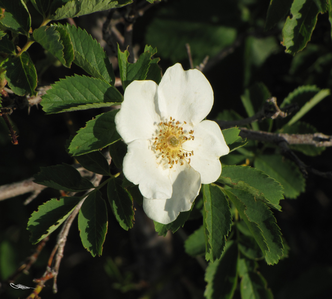 Изображение особи Rosa laxa.