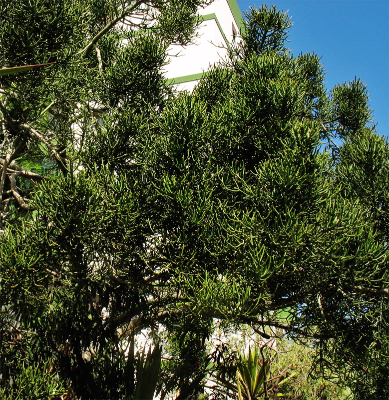 Image of Euphorbia tirucalli specimen.