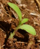 Commelina erecta