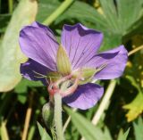 Geranium pratense. Цветок (вид снизу). Восточный Казахстан, Глубоковский р-н, окр. с. Тарханка, восточный склон сопки. 02.07.2015.