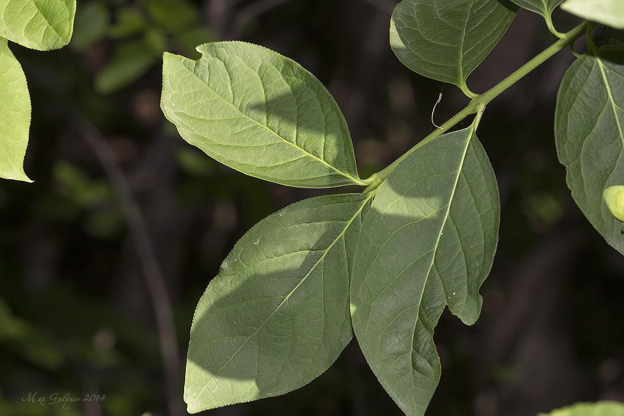 Изображение особи Euonymus latifolius.