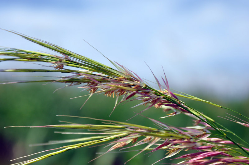 Image of Zizania latifolia specimen.