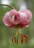 Lilium pilosiusculum. Цветок. Новосибирская обл., Мошковский р-н, подтайга. 12.07.2009.