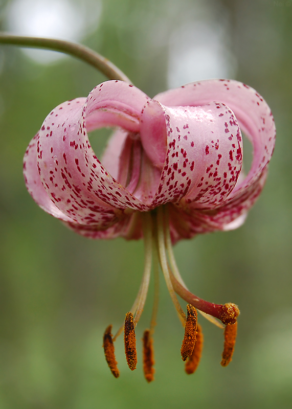 Image of Lilium pilosiusculum specimen.