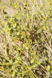Thamnosma montana. Ветви с плодами. США, Калифорния, Joshua Tree National Park. 19.02.2014.