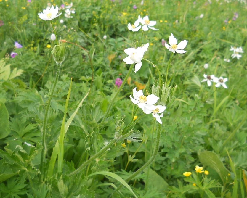 Изображение особи Anemonastrum protractum.