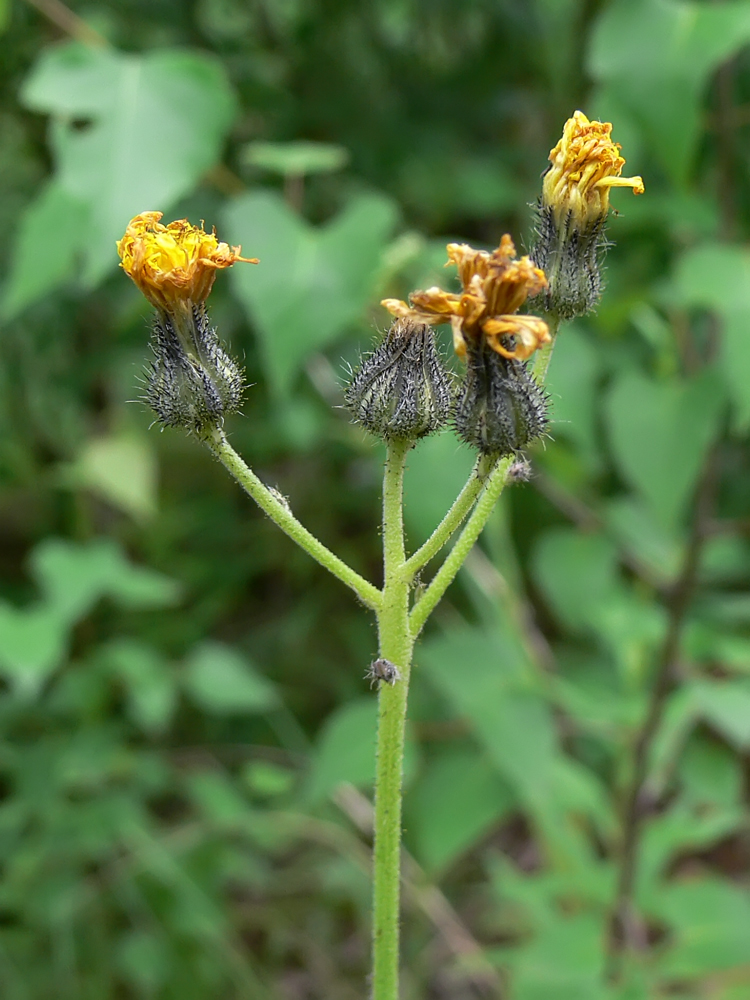 Изображение особи Pilosella onegensis.