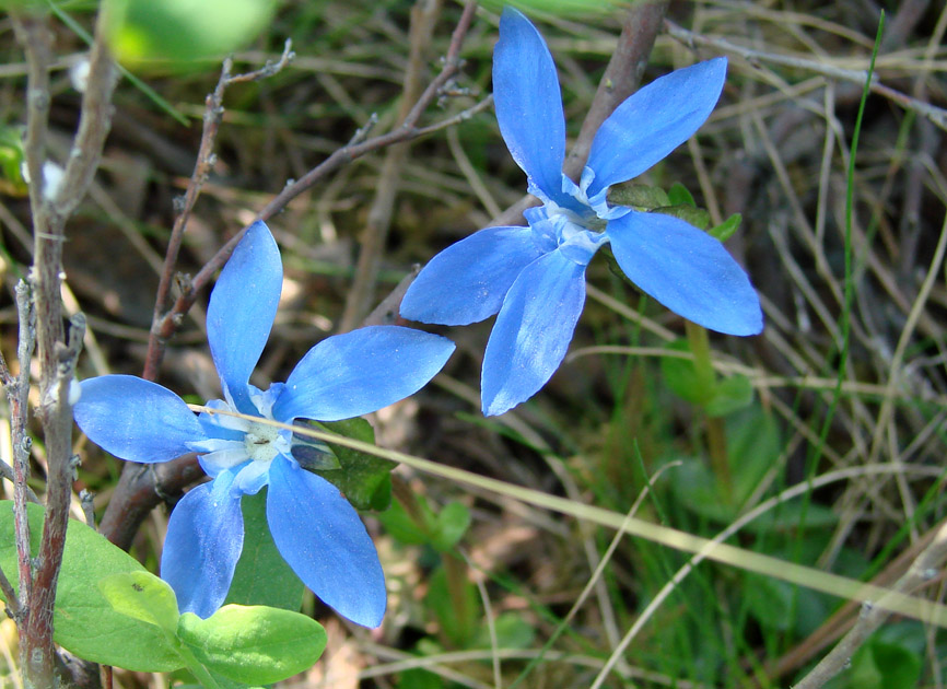 Image of Gentiana uniflora specimen.
