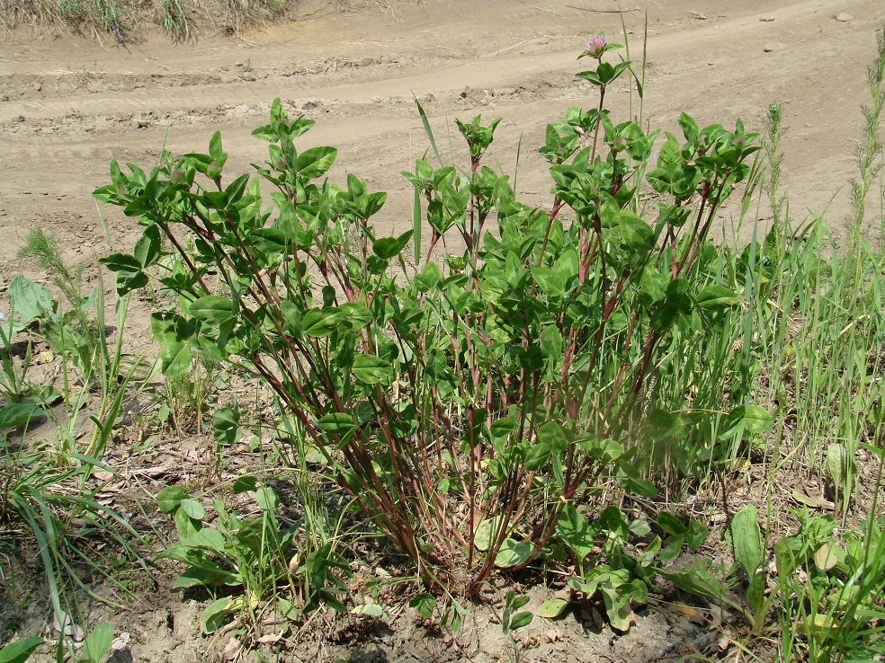 Изображение особи Trifolium pratense.