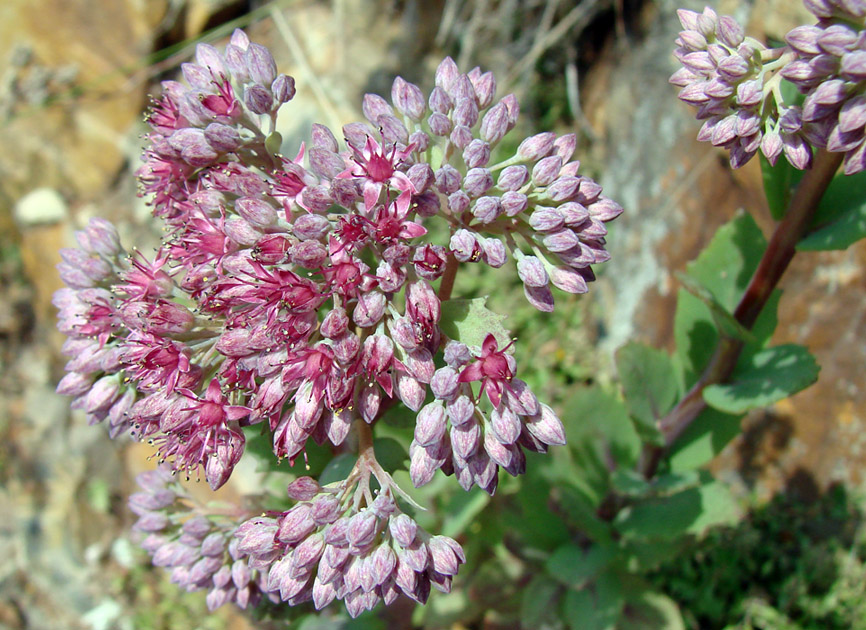 Изображение особи Hylotelephium triphyllum.