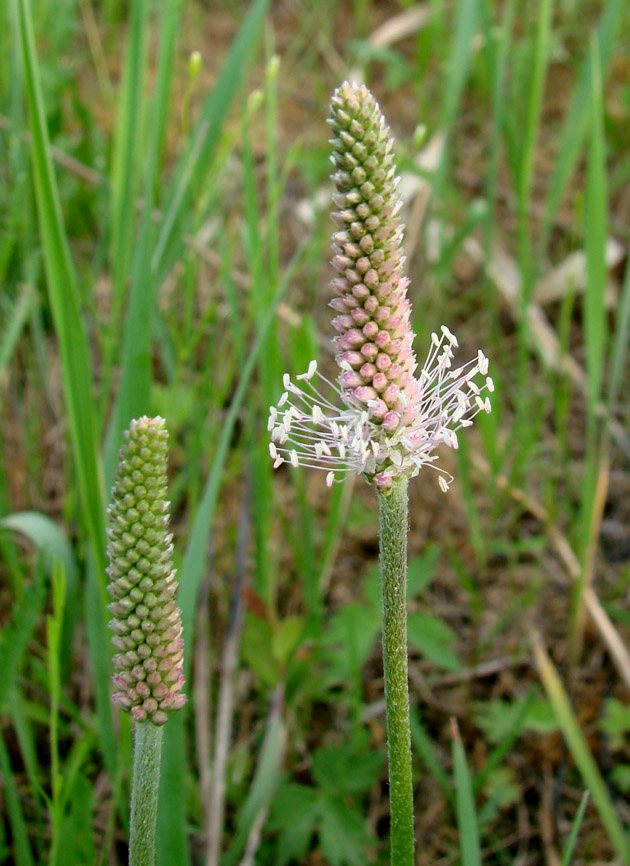 Изображение особи Plantago media.