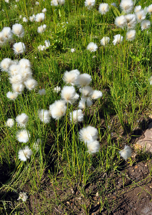 Изображение особи род Eriophorum.