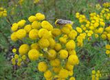 Tanacetum vulgare. Соцветие с кормящейся бабочкой. Якутия (Саха), Ленский р-н, окр. НПС-11 нефтепровода ВСТО. 30.08.2012.