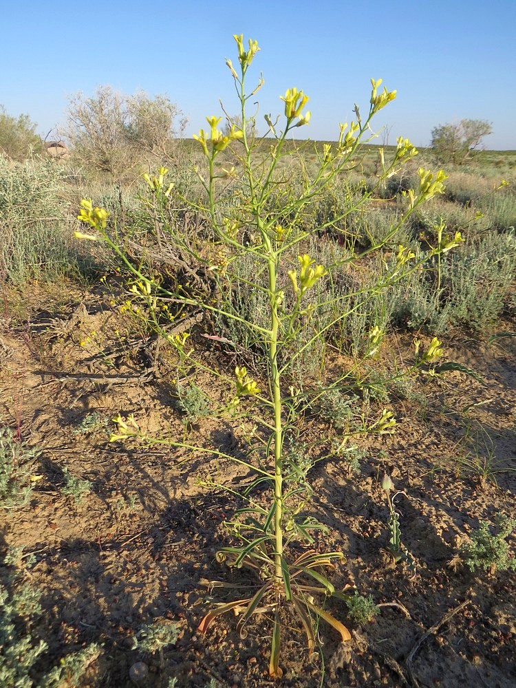 Image of Erysimum czernjajevii specimen.