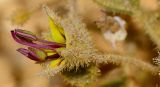 Cleome droserifolia