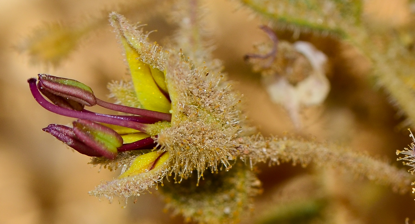 Image of Cleome droserifolia specimen.