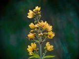 Lysimachia vulgaris