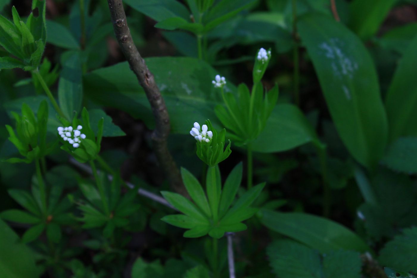 Изображение особи Galium odoratum.