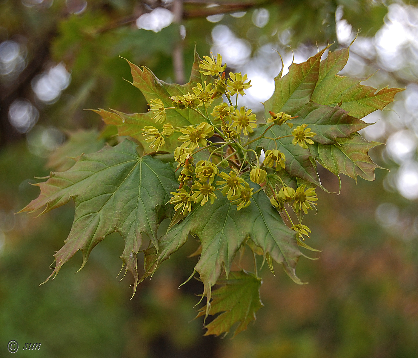 Изображение особи Acer platanoides.