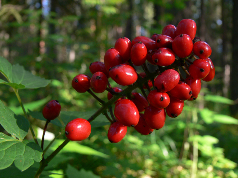 Изображение особи Actaea erythrocarpa.