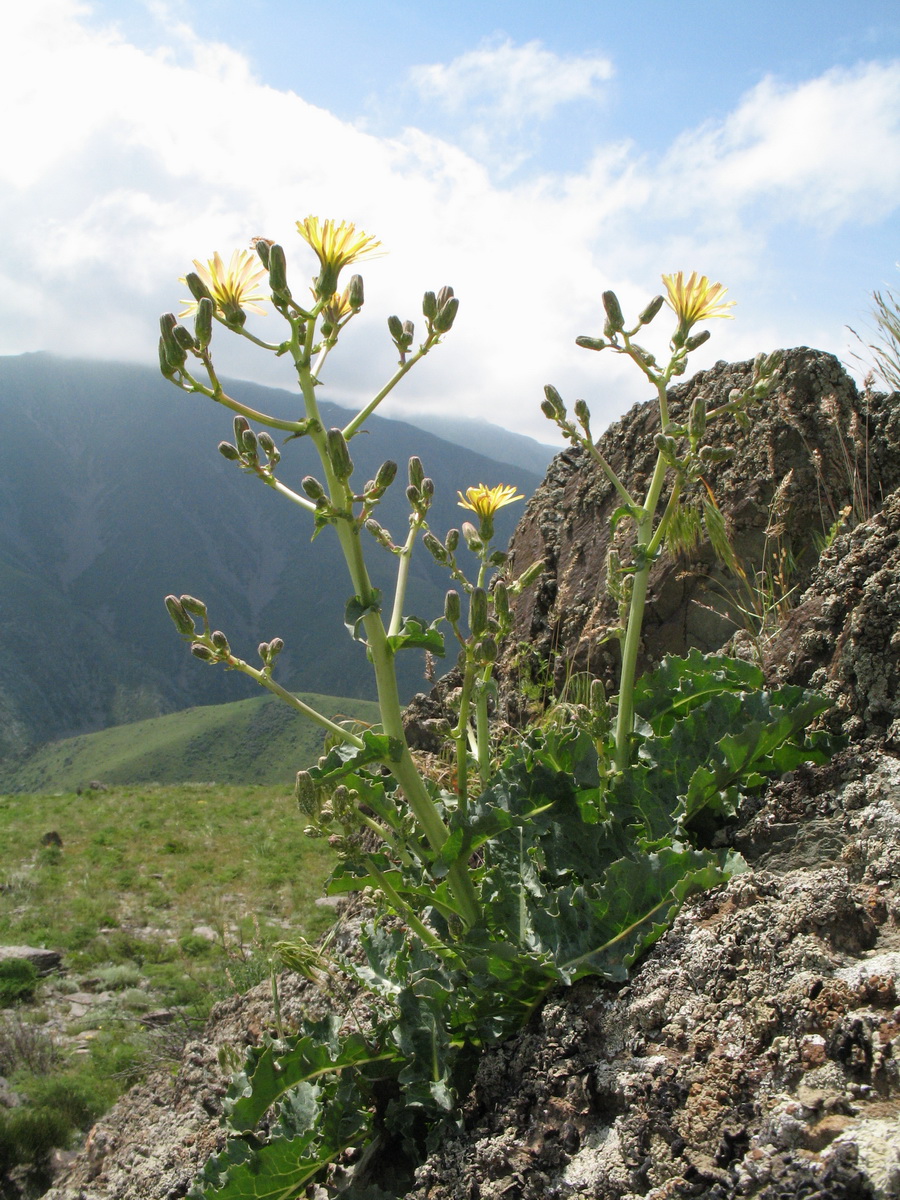 Изображение особи Steptorhamphus crassicaulis.