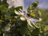 Passiflora caerulea. Верхушка побега с цветком и бутонами. Италия, Саленто, вершина пологого холма к югу от г. Отранто. 09.06.2014.