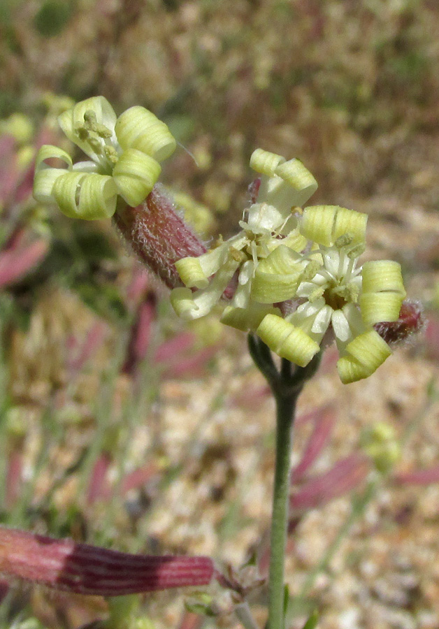 Изображение особи Silene thymifolia.