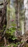 Rubus arcticus