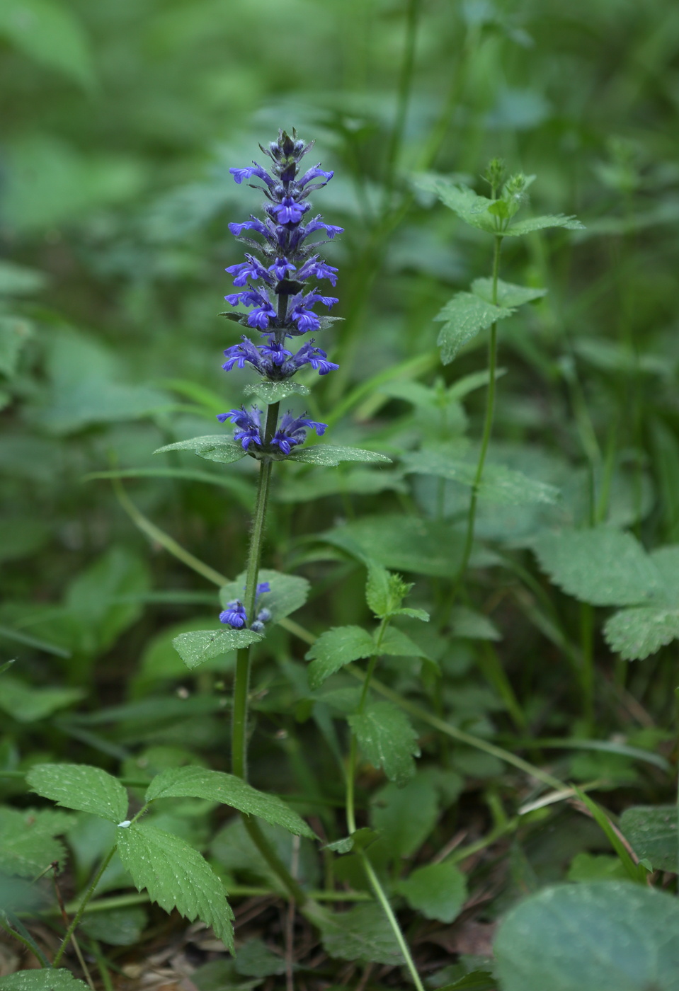 Изображение особи Ajuga reptans.