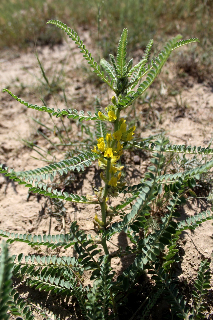 Изображение особи Astragalus basineri.