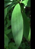 Lilium pilosiusculum