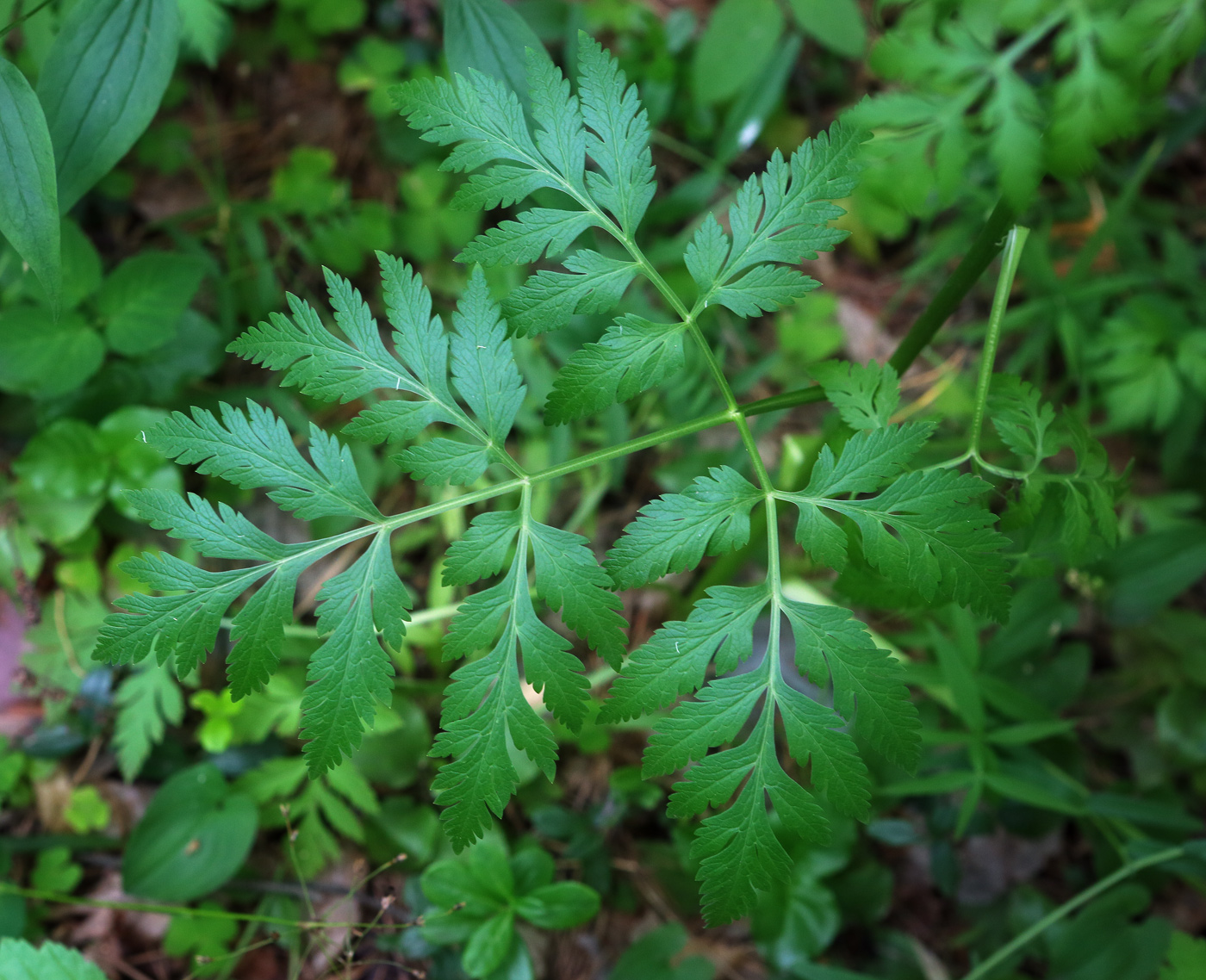 Изображение особи Pleurospermum uralense.