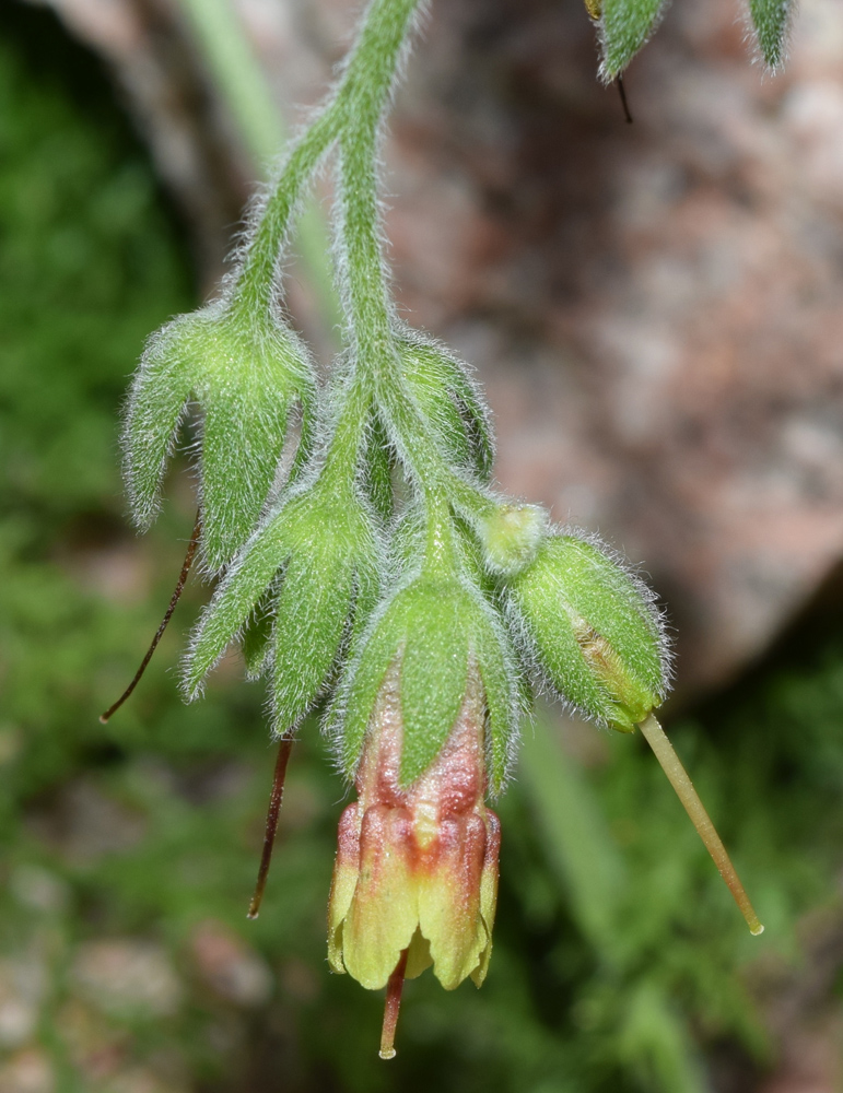 Image of Lindelofia tschimganica specimen.