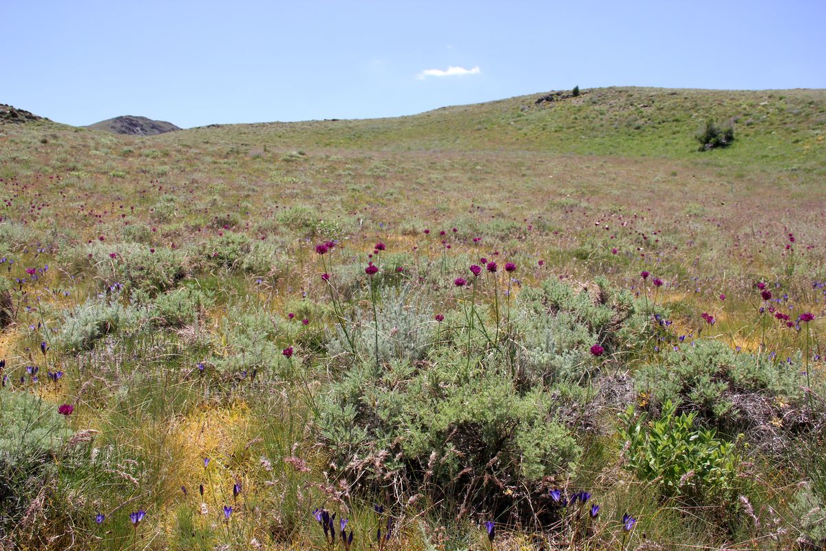 Image of Allium jodanthum specimen.